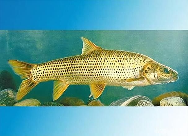 龍魚鱗片缺口能自行恢復嗎如何預防龍魚鱗片再次出現(xiàn)缺口，如何判斷龍魚鱗片是否缺鈣