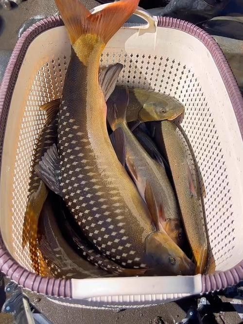 四川最貴的淡水魚（四川最貴的淡水魚是石巴子、石爬子、石爬子、石爬[需手動(dòng)填充]）