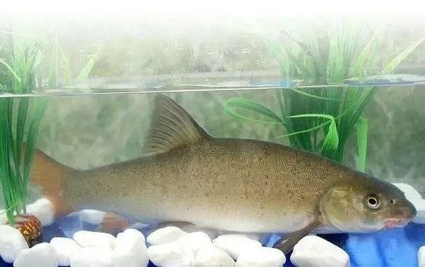 四川最貴的淡水魚（四川最貴的淡水魚是石巴子、石爬子、石爬子、石爬[需手動(dòng)填充]）