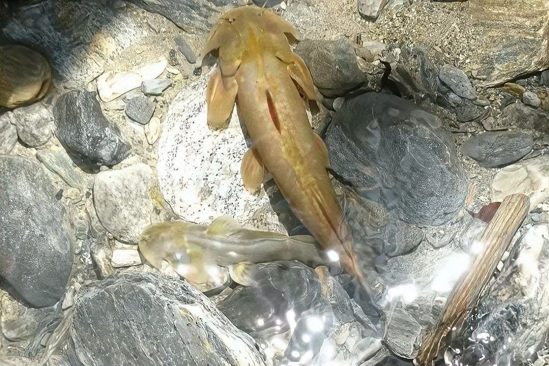 四川最貴的淡水魚（四川最貴的淡水魚是石巴子、石爬子、石爬子、石爬[需手動(dòng)填充]）