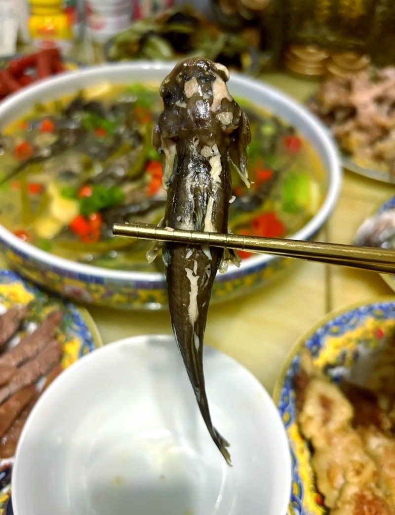 四川最貴的淡水魚（四川最貴的淡水魚是石巴子、石爬子、石爬子、石爬[需手動(dòng)填充]）