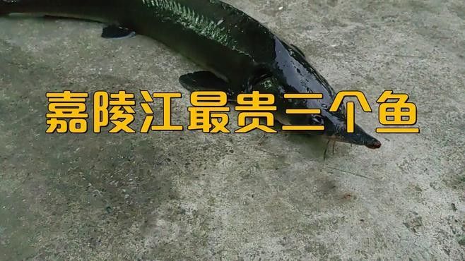 四川最貴的淡水魚（四川最貴的淡水魚是石巴子、石爬子、石爬子、石爬[需手動(dòng)填充]）