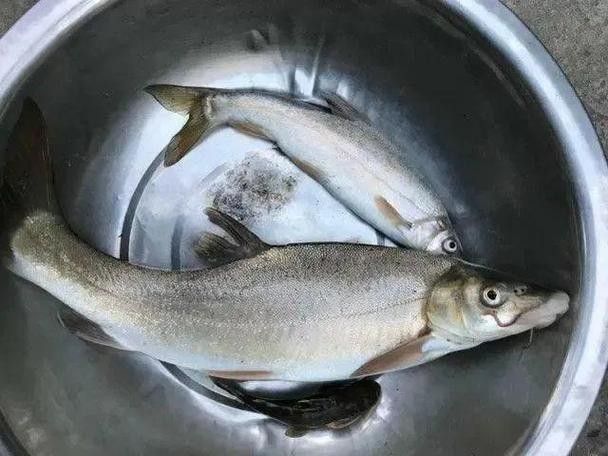 四川最貴的淡水魚（四川最貴的淡水魚是石巴子、石爬子、石爬子、石爬[需手動(dòng)填充]）