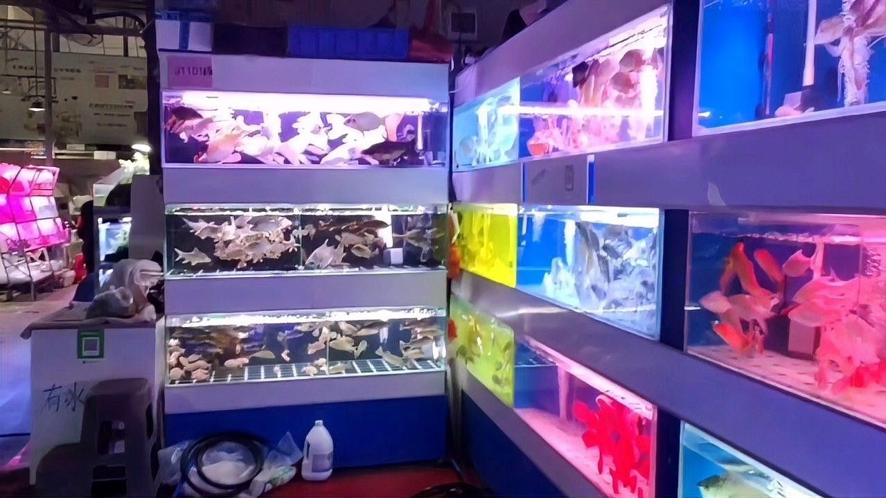 鸚鵡魚和招財魚的區別（招財魚和鸚鵡魚的區別） 鸚鵡魚和招財魚的區別（招財魚和鸚鵡魚的區別） 觀賞魚百科 第1張