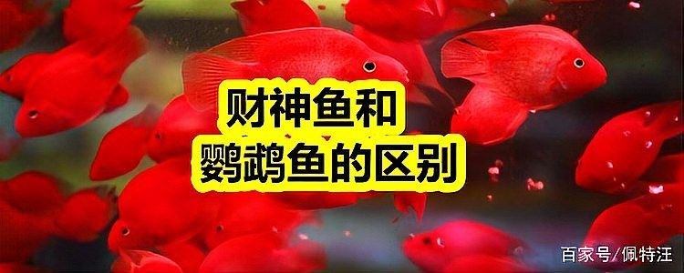 鸚鵡魚和招財魚的區別（招財魚和鸚鵡魚的區別） 鸚鵡魚和招財魚的區別（招財魚和鸚鵡魚的區別） 觀賞魚百科 第3張