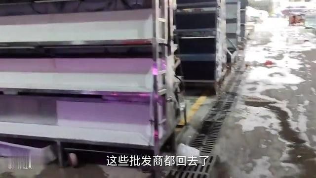 鸚鵡魚和招財魚的區別（招財魚和鸚鵡魚的區別） 鸚鵡魚和招財魚的區別（招財魚和鸚鵡魚的區別） 觀賞魚百科 第2張