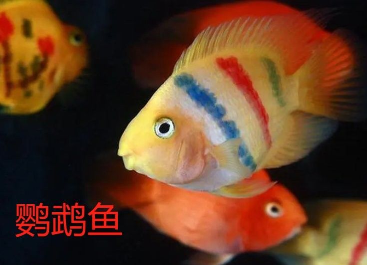 鸚鵡魚和招財魚的區別（招財魚和鸚鵡魚的區別） 鸚鵡魚和招財魚的區別（招財魚和鸚鵡魚的區別） 觀賞魚百科 第6張