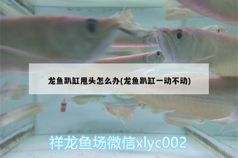 龍魚趴缸甩頭怎么辦(龍魚趴缸一動不動)（龍魚趴缸一動不動、龍魚趴缸甩頭怎么辦）