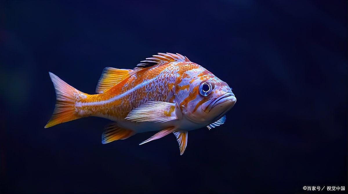 白子球鯊魚開口難（白子球鯊魚不開口的原因及解決方法）