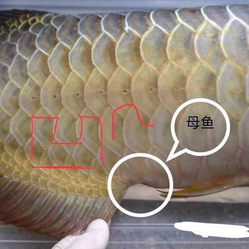 龍魚怎樣分公母（龍魚公母鑒別方法）