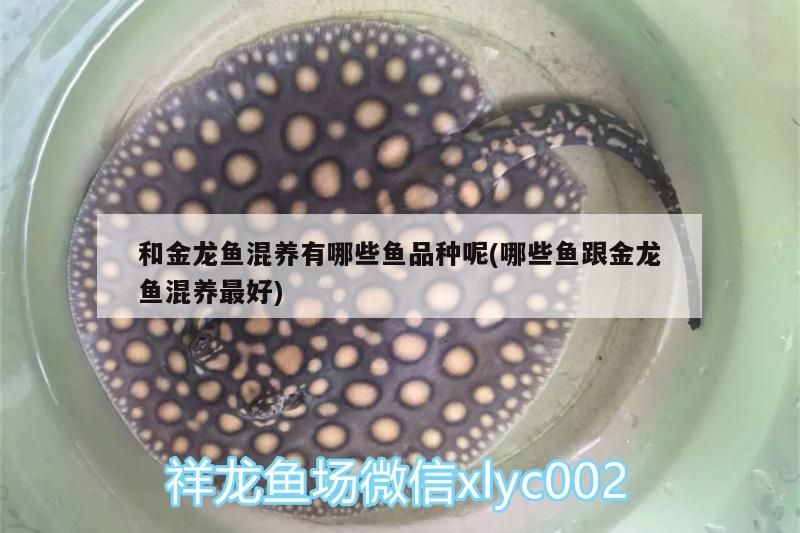 和金龍魚混養(yǎng)有哪些魚品種呢(哪些魚跟金龍魚混養(yǎng)最好)（金龍魚和金龍魚混養(yǎng)有哪些魚混養(yǎng)最好跟什么魚一起養(yǎng)最好）