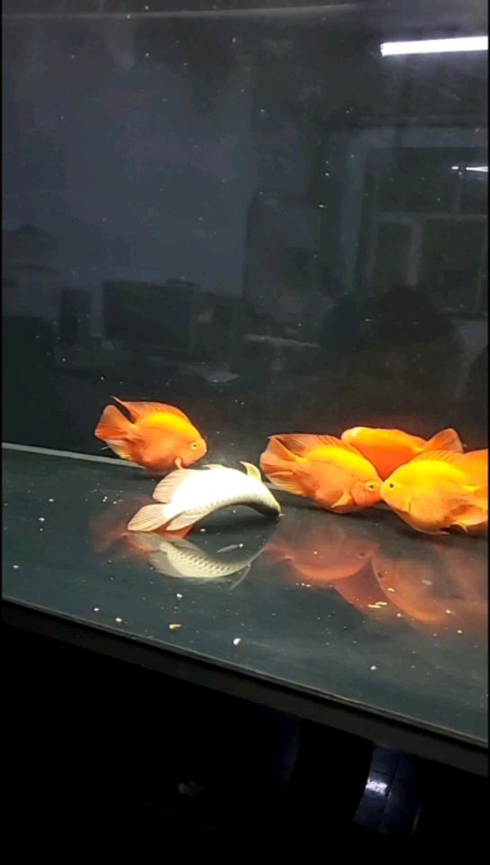 哎救不活了謝謝大家（哎救不活了謝謝大家，本文旨在探討當前社會環境下個體面臨的挑戰）