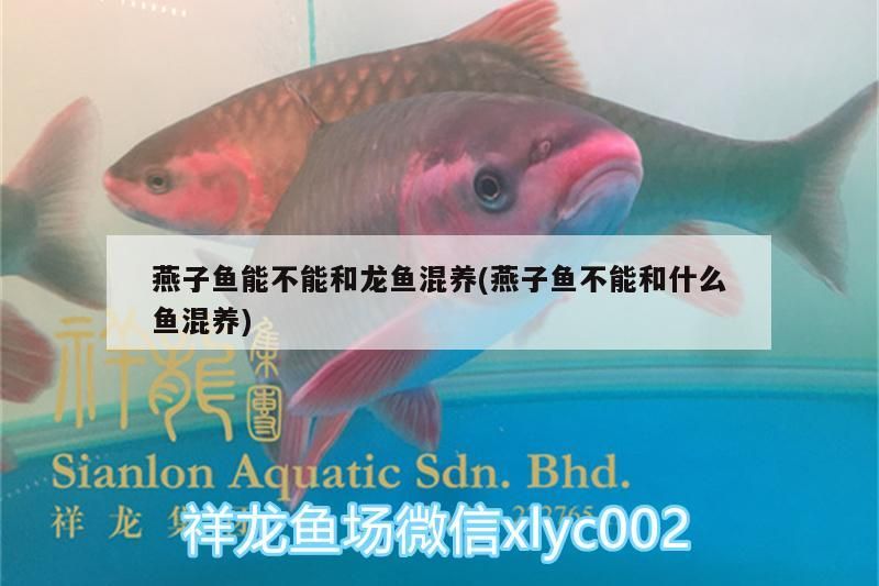 燕子魚能不能和龍魚混養(yǎng)(燕子魚不能和什么魚混養(yǎng))（燕子魚能不能和龍魚混養(yǎng)） 燕子魚能不能和龍魚混養(yǎng)(燕子魚不能和什么魚混養(yǎng))（燕子魚能不能和龍魚混養(yǎng)） 觀賞魚百科