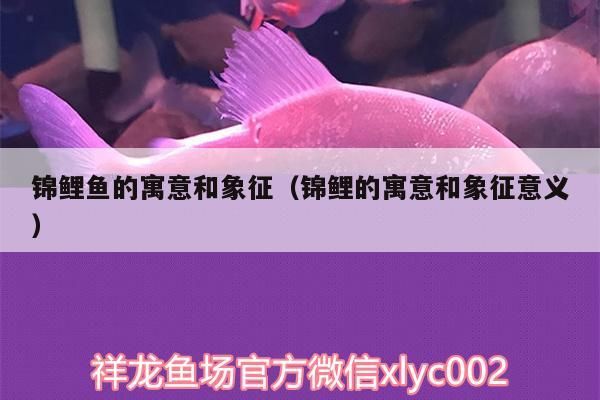 錦鯉魚的寓意和象征（錦鯉的寓意和象征意義）（錦鯉的寓意和象征和象征意義）