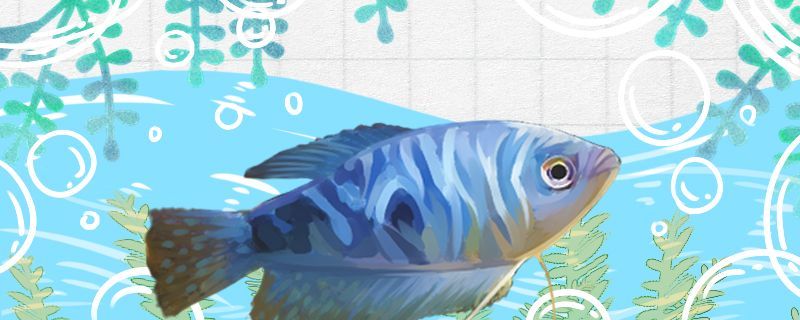 藍曼龍怎么繁殖繁殖時吃小魚嗎（藍曼龍怎么繁殖繁殖吃小魚嗎）