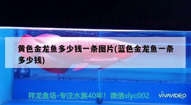 黃色金龍魚多少錢一條圖片(藍色金龍魚一條多少錢)（黃色金龍魚一條多少錢）
