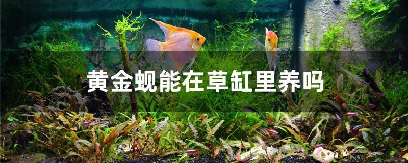 太原賣觀賞魚的地方有哪些店 太原賣觀賞魚的地方有哪些店鋪（太原賣觀賞魚的地方有哪些？）