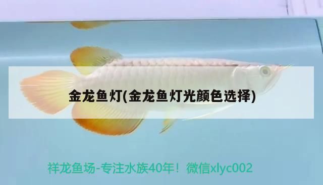 金龍魚燈(金龍魚燈光顏色選擇)（金龍魚燈光顏色選擇）
