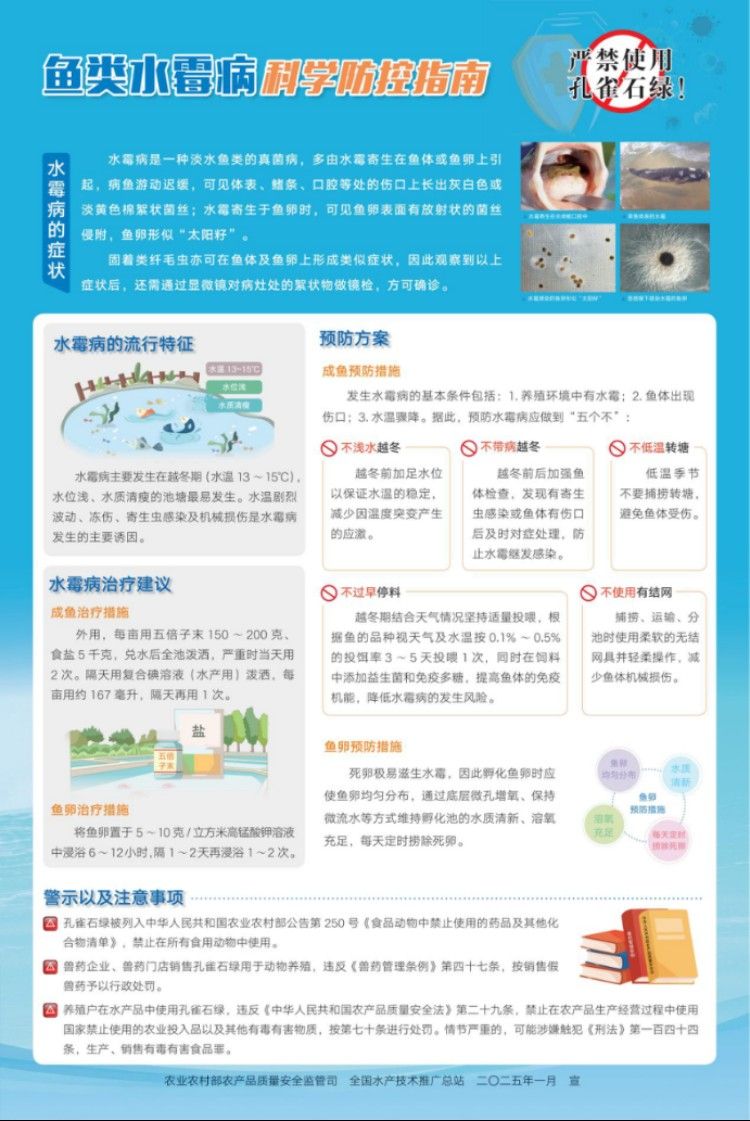 白子銀版魚病最怕三個地方（如何防治白子銀版魚病）