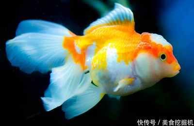 觀賞魚金魚怎么養才能活（金魚的飼養方法）