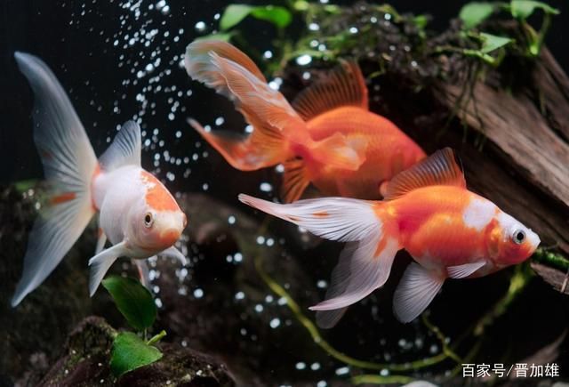 觀賞魚金魚怎么養(yǎng)才能活(金魚的飼養(yǎng)方法)