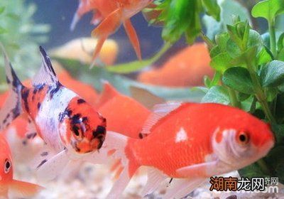 觀賞魚金魚怎么養才能活（金魚的飼養方法）