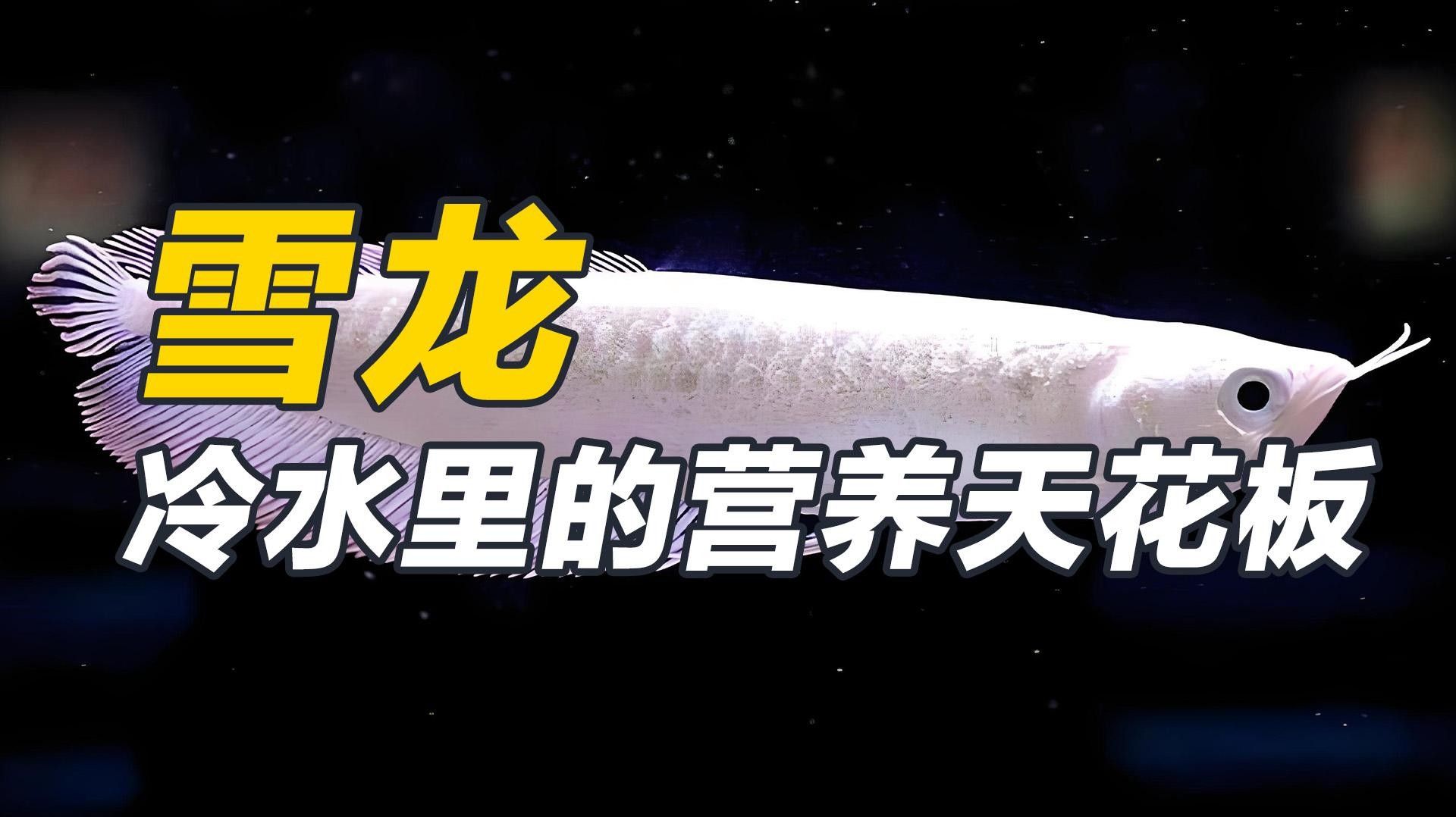 新疆雪龍魚(yú)盡量少吃（關(guān)于新疆雪龍魚(yú)的食用建議）