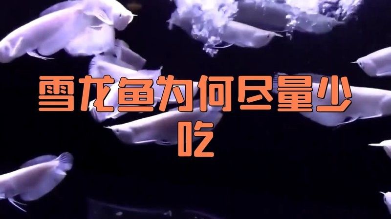 新疆雪龍魚(yú)盡量少吃（關(guān)于新疆雪龍魚(yú)的食用建議）