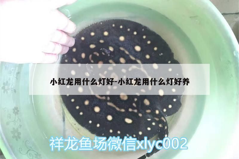 小紅龍用什么燈好:小紅龍用什么燈好養（小紅龍用什么燈好） 小紅龍用什么燈好:小紅龍用什么燈好養（小紅龍用什么燈好） 觀賞魚百科