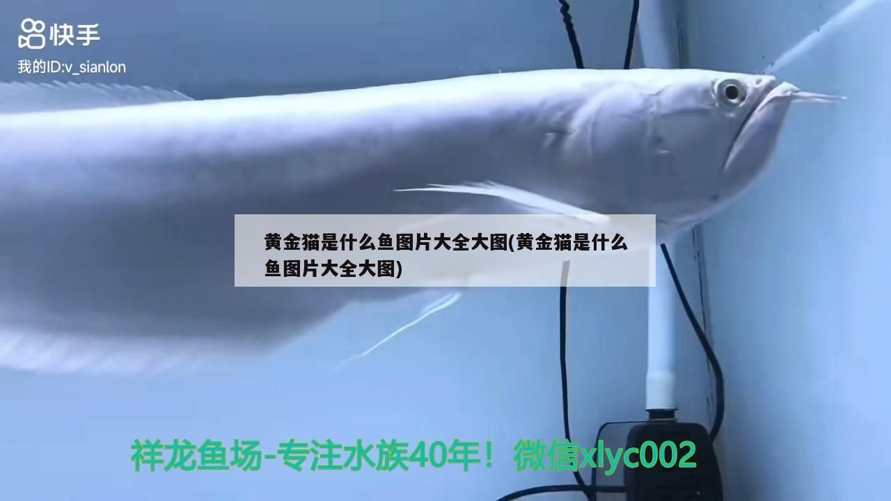 龍魚怎么養寬身(龍魚怎么養寬身又好看)
