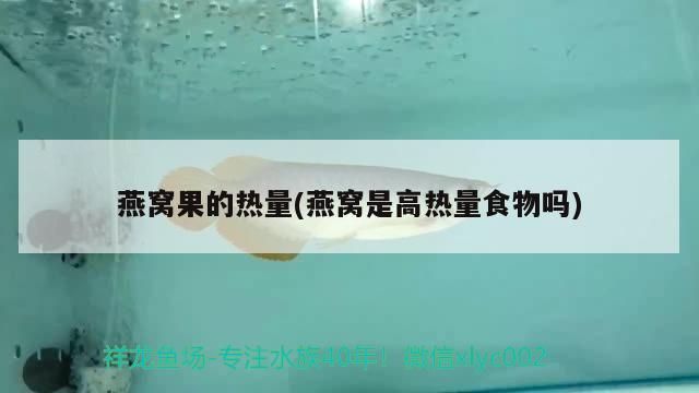 龍魚怎么養寬身(龍魚怎么養寬身又好看)