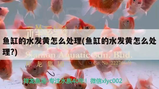 魚缸的水發黃怎么處理(魚缸的水發黃怎么處理?)（魚缸水發黃怎么處理）