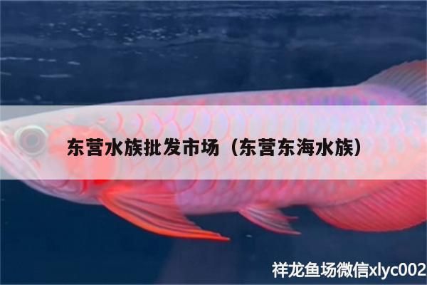 東營水族批發市場（東營東海水族）（東營水族批發市場）