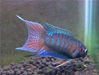 國外觀賞魚論壇(全球觀賞魚文化探秘探索世界各地不同的觀賞魚養殖和欣賞方式) 觀賞魚百科 第3張 國外觀賞魚論壇(全球觀賞魚文化探秘探索世界各地不同的觀賞魚養殖和欣賞方式) 國外觀賞魚論壇(全球觀賞魚文化探秘探索世界各地不同的觀賞魚養殖和欣賞方式) 觀賞魚百科 第3張
