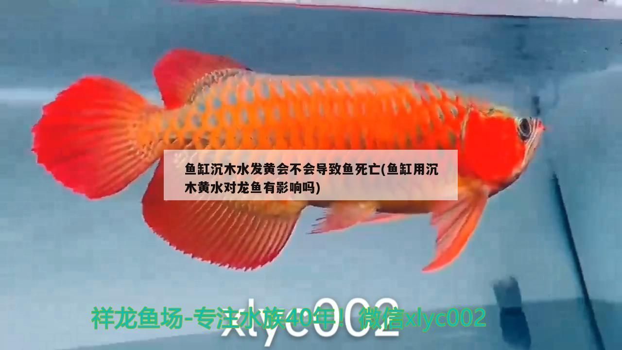 魚(yú)缸沉木水發(fā)黃會(huì)不會(huì)導(dǎo)致魚(yú)死亡(魚(yú)缸用沉木黃水對(duì)龍魚(yú)有影響嗎)（魚(yú)缸沉木水發(fā)黃會(huì)不會(huì)導(dǎo)致魚(yú)死亡）