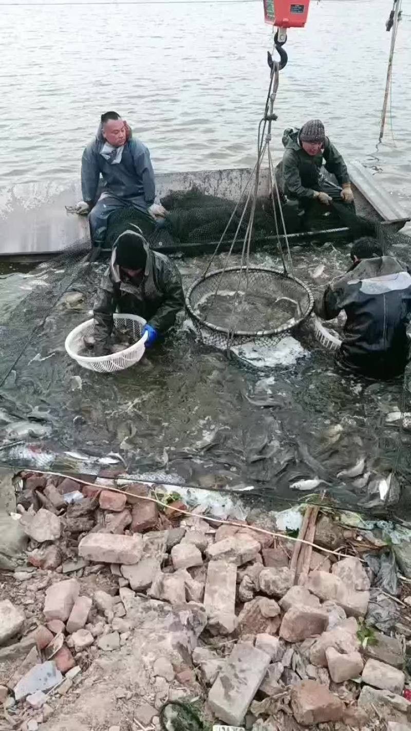 永城市魚(yú)苗批發(fā)（永城市哪個(gè)農(nóng)貿(mào)批發(fā)市場(chǎng)魚(yú)苗最便宜）
