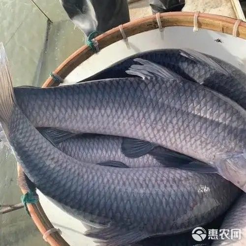永城市魚苗批發（永城市哪個農貿批發市場魚苗最便宜）