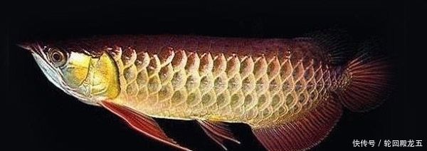 紅龍魚小時候什么顏色(紅龍魚小時候什么顏色好看)（怎樣挑選紅龍魚幼苗）