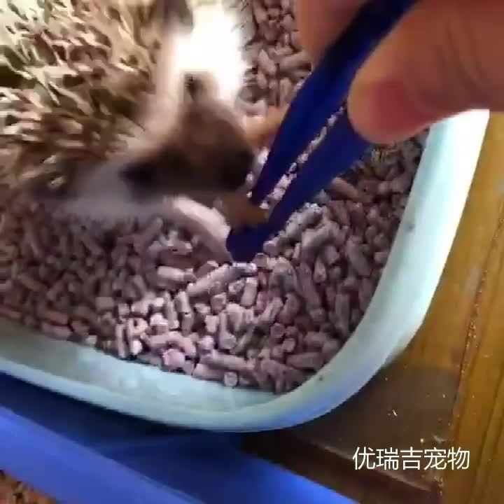 面包蟲喂龍魚好不好（面包蟲喂龍魚多久一次合適）