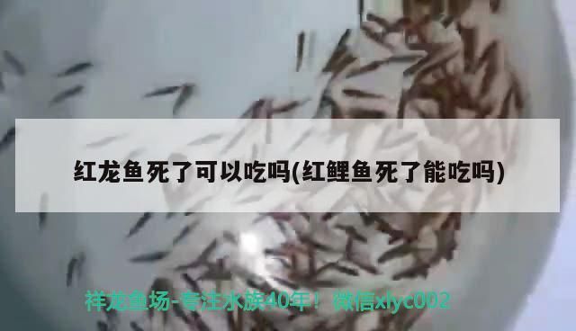紅龍魚死了可以吃嗎(紅鯉魚死了能吃嗎)（紅龍魚死了可以吃嗎） 紅龍魚死了可以吃嗎(紅鯉魚死了能吃嗎)（紅龍魚死了可以吃嗎） 觀賞魚百科