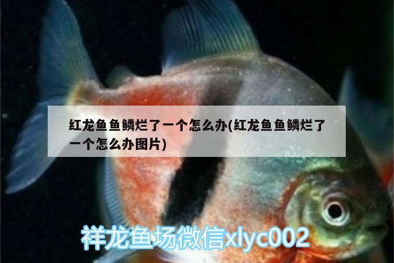 紅龍魚魚鱗爛了一個怎么辦(紅龍魚魚鱗爛了一個怎么辦圖片)（紅龍魚魚鱗爛了一個怎么辦）