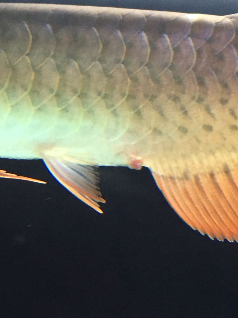 紹興水族館龍魚脫肛了停食后5天了越來越嚴(yán)重了（水族館龍魚停食5天后出現(xiàn)脫肛癥狀，大神們救命啊） 紹興水族館龍魚脫肛了停食后5天了越來越嚴(yán)重了（水族館龍魚停食5天后出現(xiàn)脫肛癥狀，大神們救命啊） 觀賞魚百科 第1張