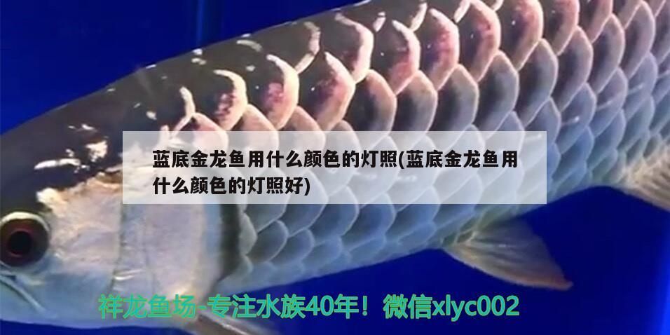 紹興水族館龍魚脫肛了停食后5天了越來越嚴(yán)重了（水族館龍魚停食5天后出現(xiàn)脫肛癥狀，大神們救命啊） 紹興水族館龍魚脫肛了停食后5天了越來越嚴(yán)重了（水族館龍魚停食5天后出現(xiàn)脫肛癥狀，大神們救命啊） 觀賞魚百科 第3張