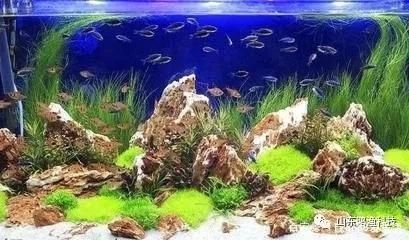 雷龍魚七彩混養圖片（雷龍魚和七彩混養的養殖環境）