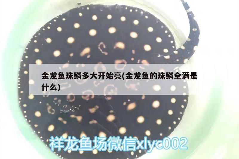 金龍魚珠鱗多大開始亮(金龍魚的珠鱗全滿是什么)（金龍魚珠鱗多大開始亮）