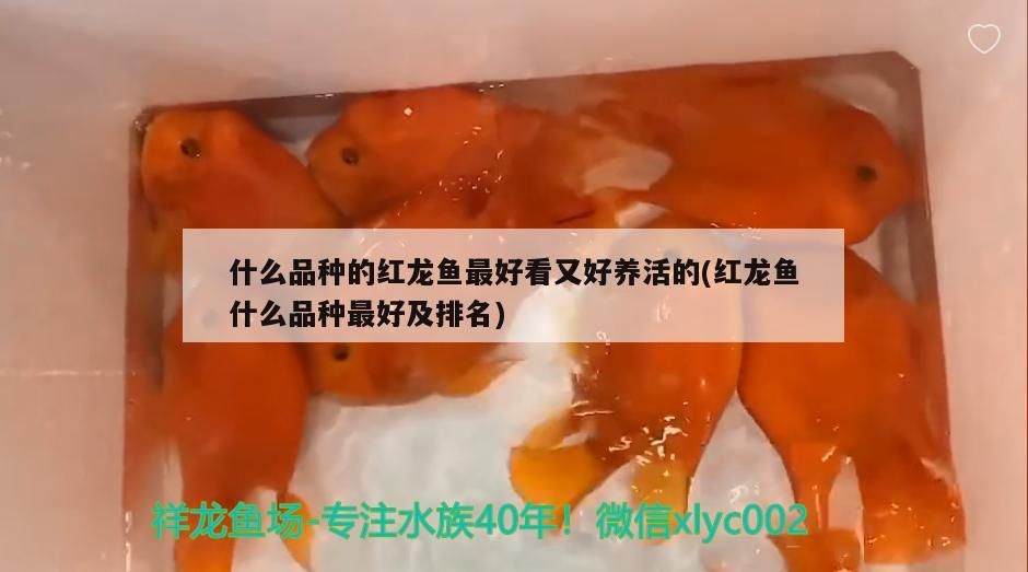 什么品種的紅龍魚最好看又好養(yǎng)活的(紅龍魚什么品種最好及排名)（什么品種的紅龍魚好看又好養(yǎng)活？）