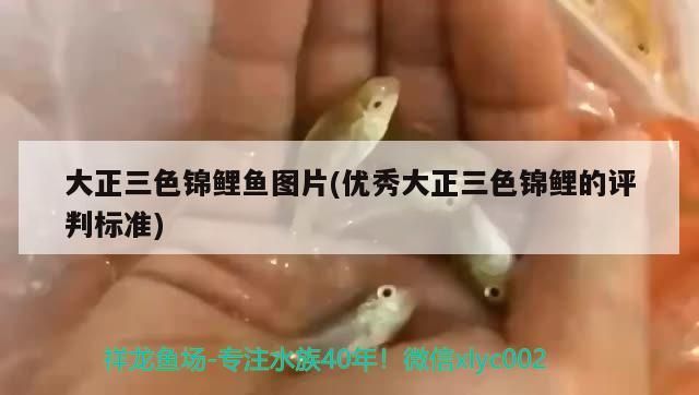 大正三色錦鯉魚圖片(優(yōu)秀大正三色錦鯉的評判標準)（大正三色錦鯉魚圖片）