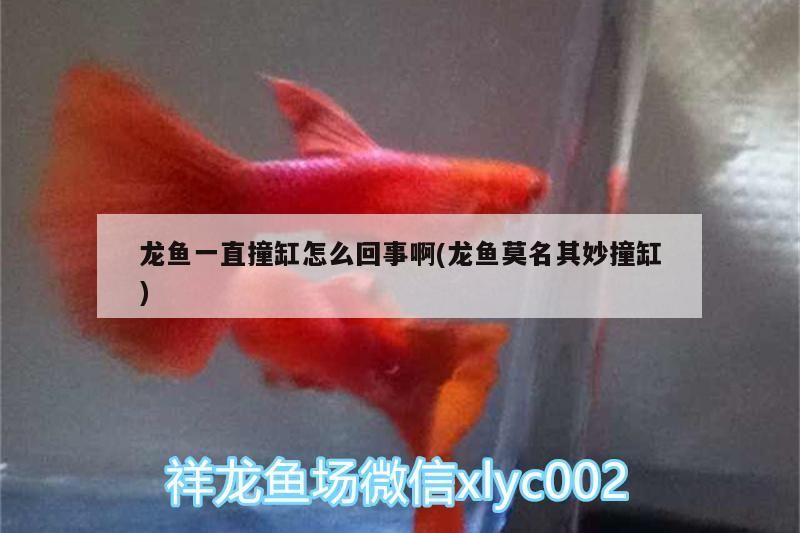龍魚一直撞缸怎么回事啊(龍魚莫名其妙撞缸)（龍魚一直撞缸怎么回事）