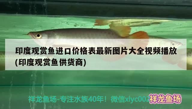 印度觀賞魚進口價格表最新圖片大全視頻播放(印度觀賞魚供貨商)（印度觀賞魚進口價格表）