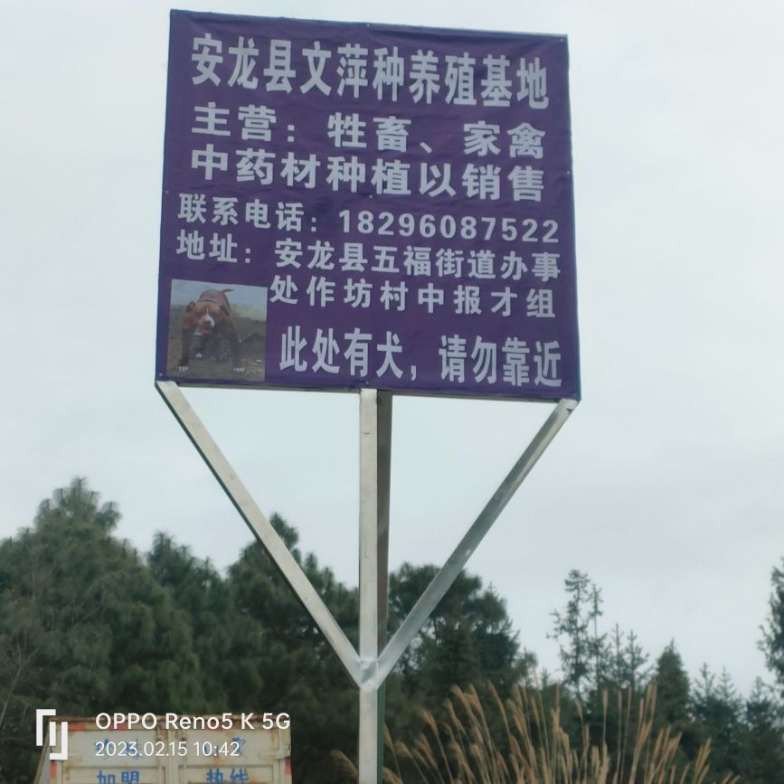 安龍龍魚（安龍龍魚的飼養方式）